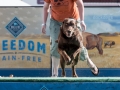 Scones, live music, and plenty of other attractions are staples, but it's the DockDogs that steal the show during the Washington State Fair Spring Fair!  Seattle Event Photography Â©2015 Ari Shapiro - AShapiroStudios.com