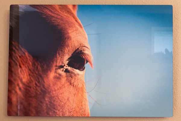"Horse's Eye" - Photo by Ari Shapiro.  Metal Print with wall hook, 1/2" Standout from wall. Measures 12"w x 8"h. $25