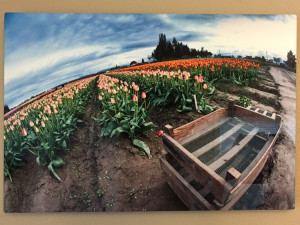 "Gone Picking" - Photo by Ari Shapiro. Metal Print with wall hook, 1/2" Standout from wall. Measures 18"w x 12"h. $40