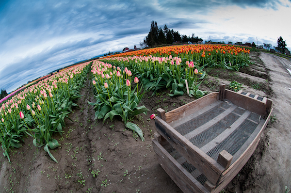 Rows of tulips bloom during the Skagit Valley Tulip Festival, north of Seattle in April, 2013. Photo ©2014 Ari Shapiro - AShapiroStudios.com